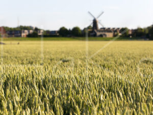 Tarweteelt (16B7572)