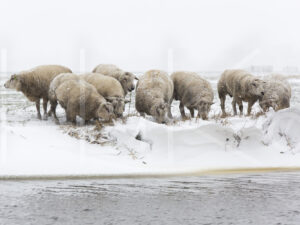 Schapen (16B7663)