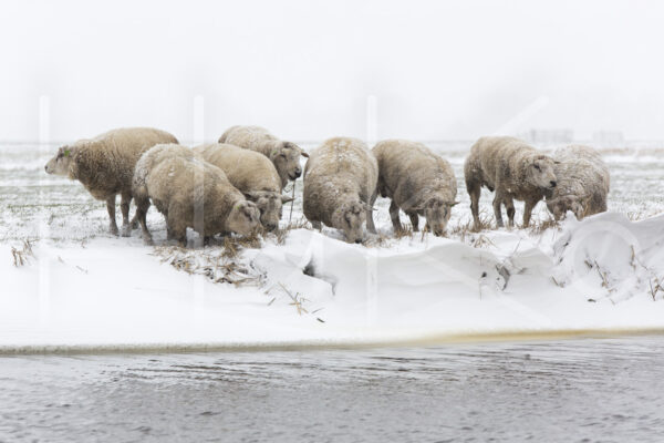 Schapen (16B7663)