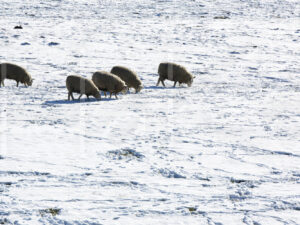 Schapen (16B7862)
