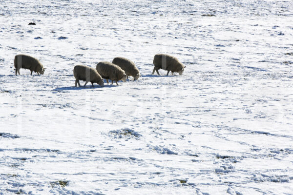 Schapen (16B7862)