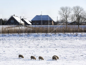 Schapen (16B7868)