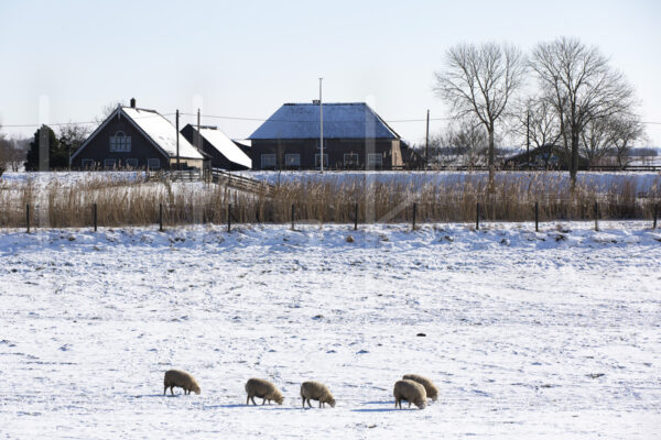 Schapen (16B7868)