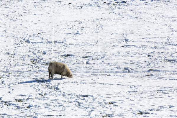 Schapen (16B7872)