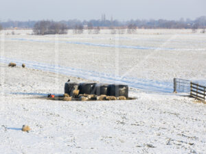 Schapen (16B7914)