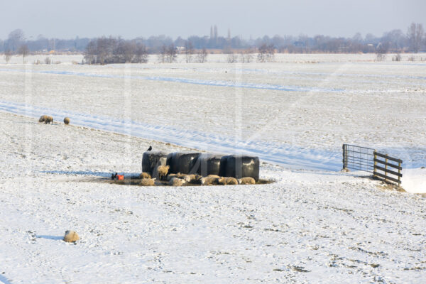Schapen (16B7914)
