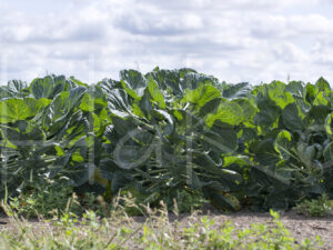 Spruitenteelt (16B8530)
