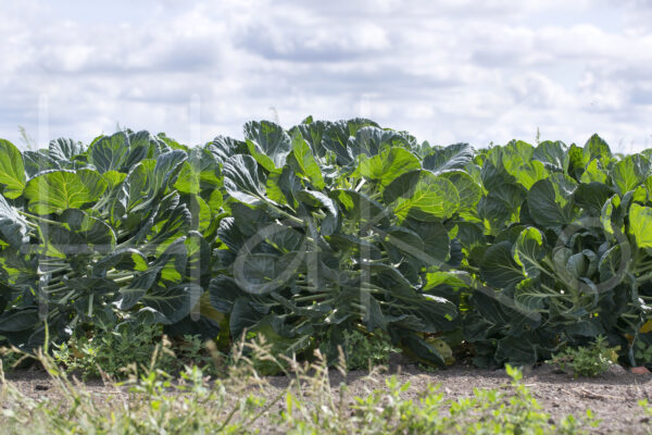 Spruitenteelt (16B8530)
