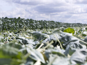 Spruitenteelt (16B8546)