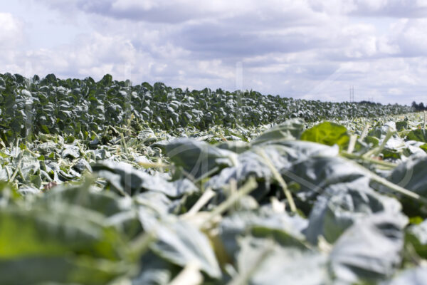 Spruitenteelt (16B8546)