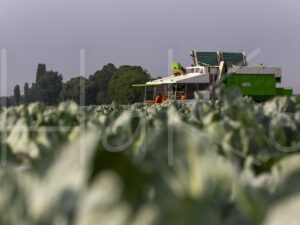 Spruitenteelt (16B8669)
