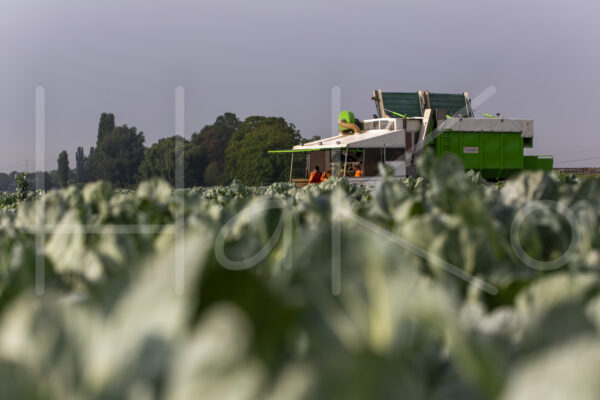 Spruitenteelt (16B8669)