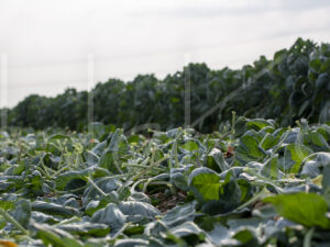 Spruitenteelt (16B8673)