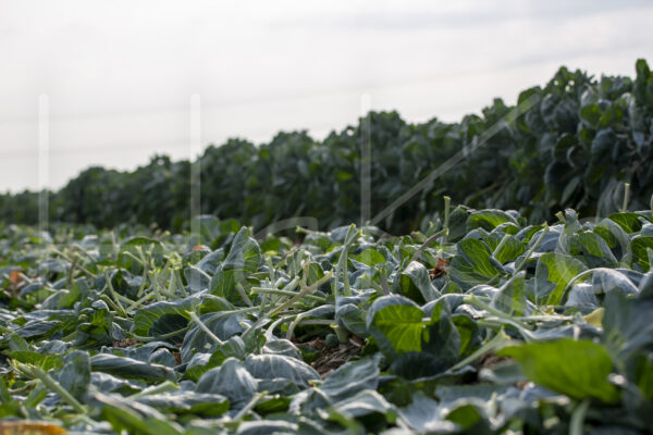 Spruitenteelt (16B8673)