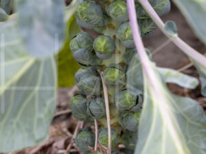 Spruitenteelt (16B8684)
