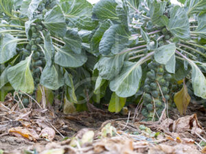 Spruitenteelt (16B8687)