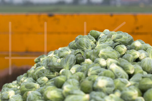 Spruitenteelt (16B9019)