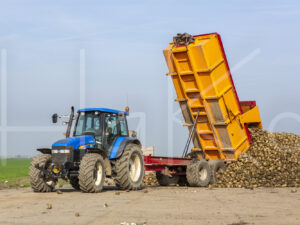 Suikerbietenteelt (16B9752)