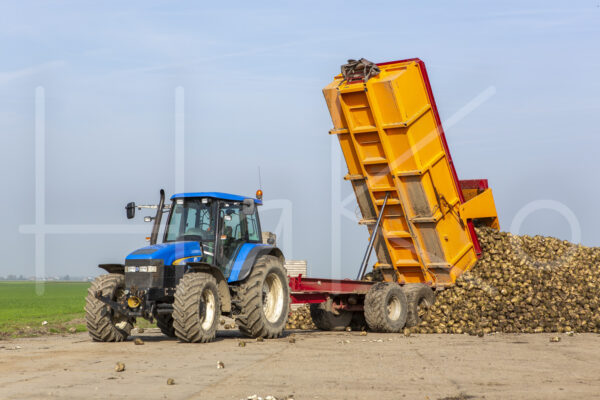 Suikerbietenteelt (16B9752)
