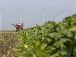 Suikerbietenteelt (16B9803)