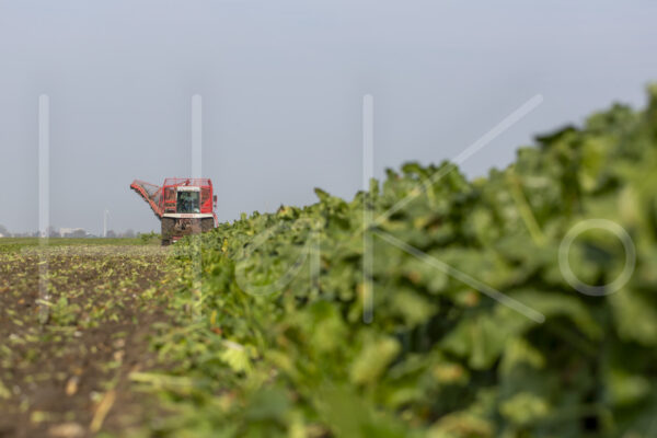 Suikerbietenteelt (16B9803)