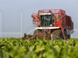 Suikerbietenteelt (16B9818)