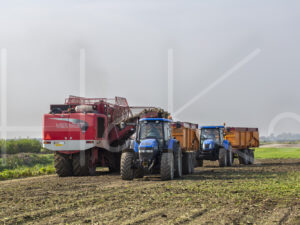 Suikerbietenteelt (16B9822)