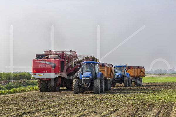 Suikerbietenteelt (16B9822)