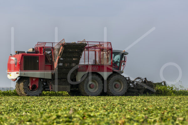 Suikerbietenteelt (16B9832)