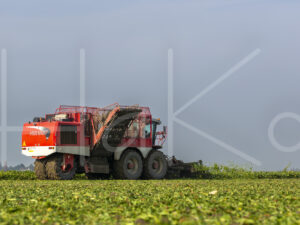 Suikerbietenteelt (16B9841)