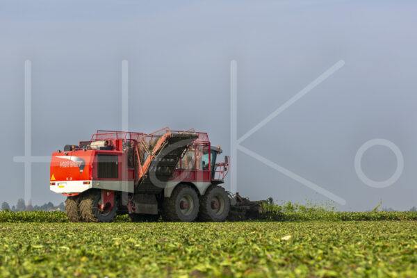 Suikerbietenteelt (16B9841)
