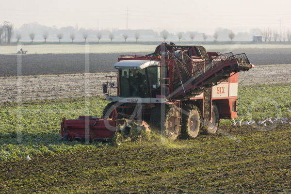 Suikerbietenteelt (16B9859)