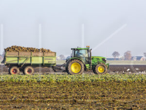 Suikerbietenteelt (16B9903)