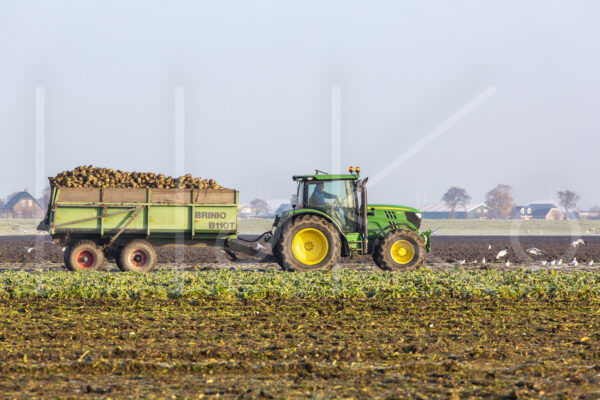 Suikerbietenteelt (16B9903)
