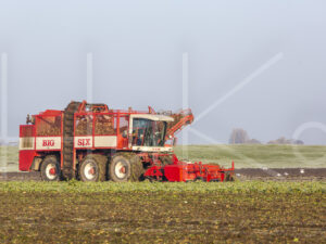 Suikerbietenteelt (16B9907)