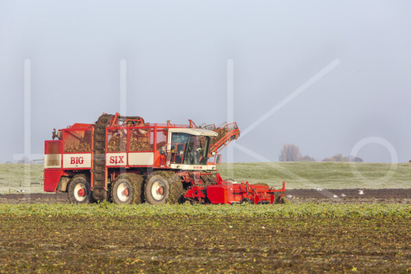 Suikerbietenteelt (16B9907)