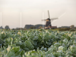 Spruitenteelt (16B9910)