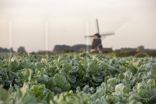 Spruitenteelt (16B9910)