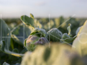Spruitenteelt (16B9942)
