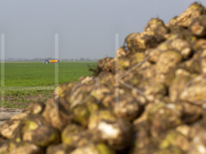 Suikerbietenteelt (16B9994)