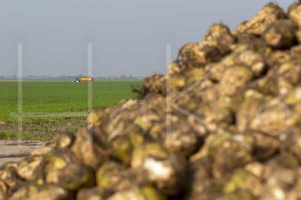 Suikerbietenteelt (16B9994)