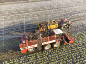 Suikerbietenteelt (DJI_0005)