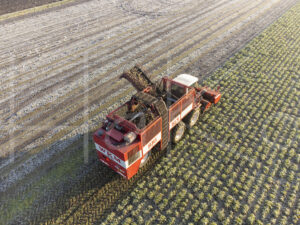 Suikerbietenteelt (DJI_0009)