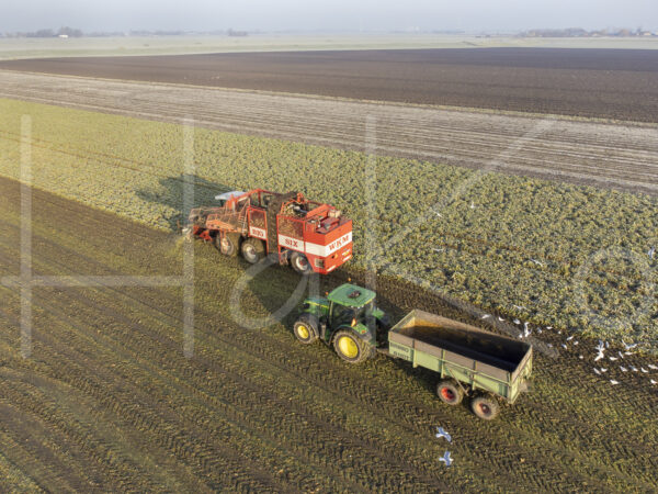 Suikerbietenteelt (DJI_0975)