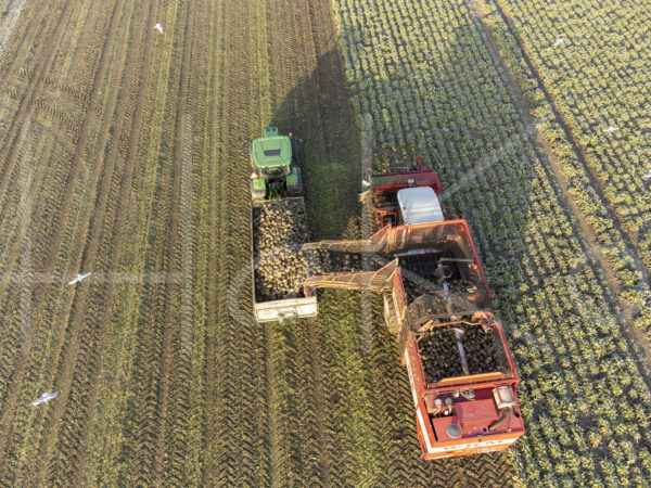 Suikerbietenteelt (DJI_0984)
