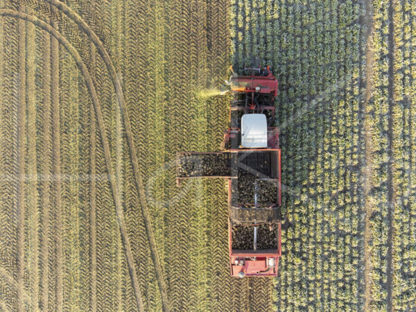 Suikerbietenteelt (DJI_0986)