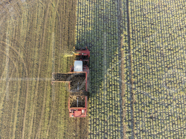 Suikerbietenteelt (DJI_0994)