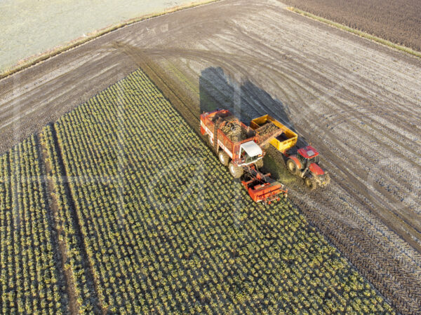 Suikerbietenteelt (DJI_0999)