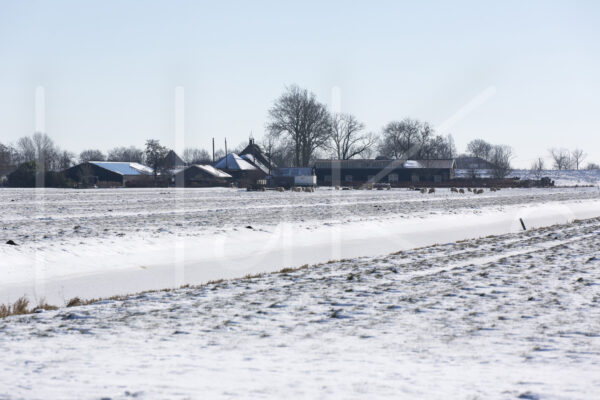 Schapen (16B7963)