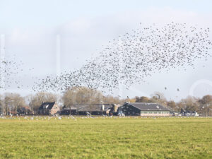 Overige veeteelt (16B8022)